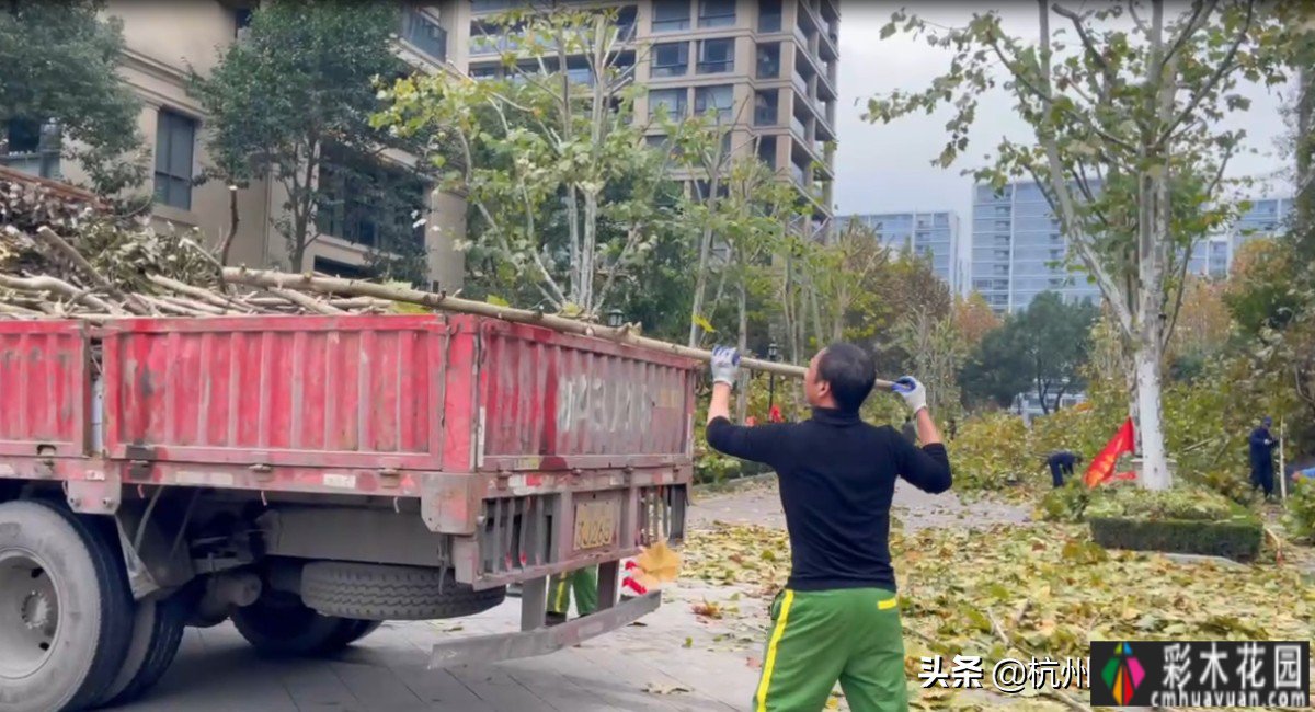 修剪大树|如果常年不修剪大树，有四大危害。你看怪不怪