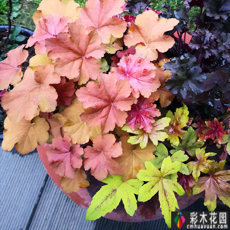 三年前，我买了一套顶楼带70㎡露台的房子，打造了一个美丽的休闲花园