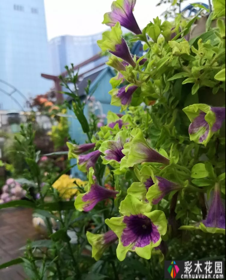 三年前，我买了一套顶楼带70㎡露台的房子，打造了一个美丽的休闲花园