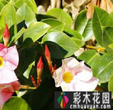别墅花园设计